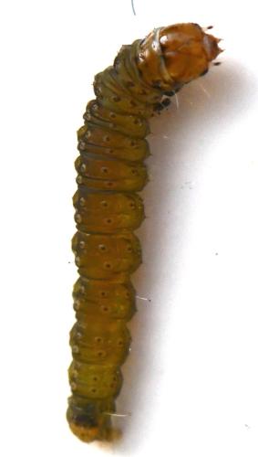Réf. 298 910 : Cacoecimorpha pronubana